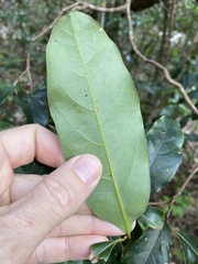 Cryptocarya macdonaldii