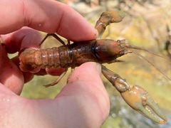 Cambarus eeseeohensis