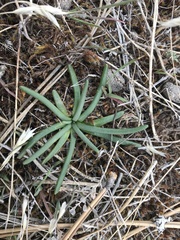 Lewisia rediviva