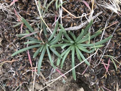 Lewisia rediviva