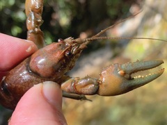 Cambarus eeseeohensis