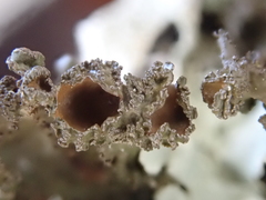 Tuckermanopsis platyphylla