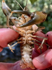 Cambarus eeseeohensis