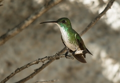 Chrysuronia leucogaster