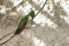 Chrysuronia leucogaster