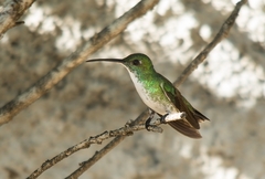 Chrysuronia leucogaster