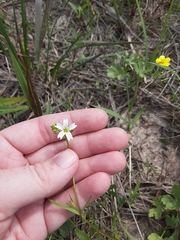 Cerastium nutans