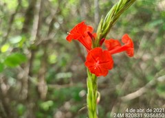 Stachytarpheta coccinea