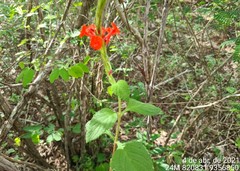Stachytarpheta coccinea