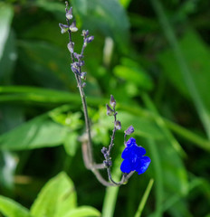 Salvia scutellarioides