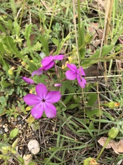 Phlox drummondii
