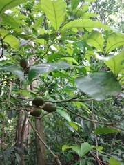 Rinorea viridifolia