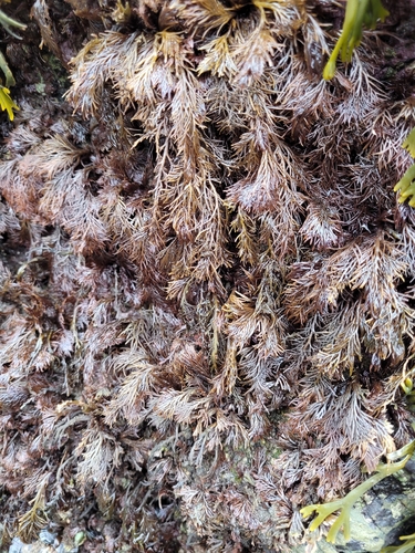 Image of Odonthalia floccosa by (c) Mandy Hackney, some rights reserved (CC BY)