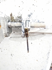 Rhionaeschna absoluta