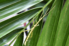 Lamponius portoricensis