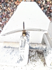 Rhionaeschna absoluta