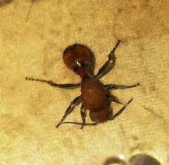 Sphaeropthalminae