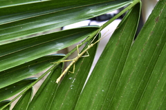 Lamponius portoricensis