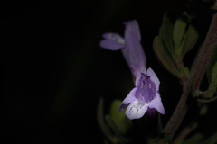 Clinopodium chilense