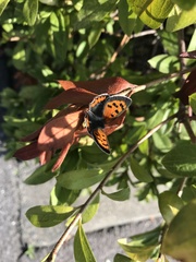 Lycaena phlaeas daimio
