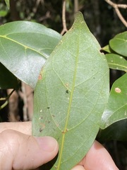 Endiandra discolor