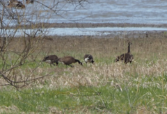 Branta canadensis occidentalis