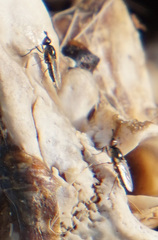 Prochyliza xanthostoma