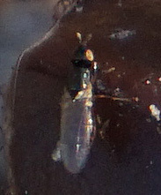 Prochyliza xanthostoma