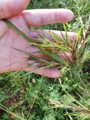 Themeda quadrivalvis