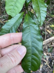 Beilschmiedia obtusifolia