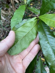 Beilschmiedia obtusifolia