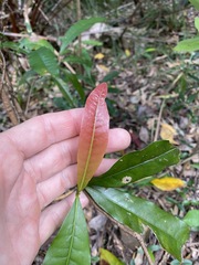 Beilschmiedia obtusifolia