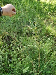 Themeda quadrivalvis