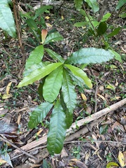 Beilschmiedia obtusifolia