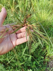 Themeda quadrivalvis
