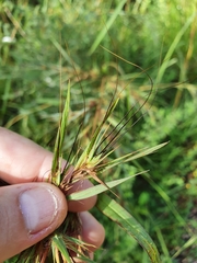 Themeda quadrivalvis