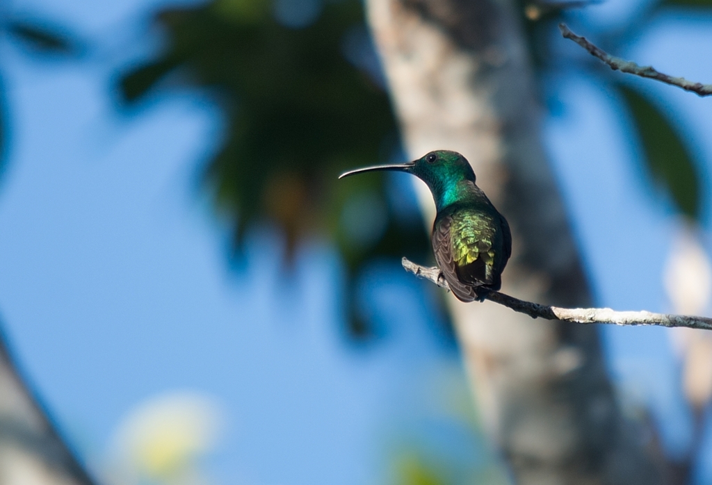 Green-throated Mango photo