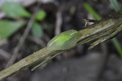 Gaeotis nigrolineata