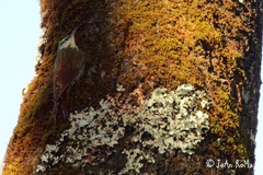 Lepidocolaptes leucogaster