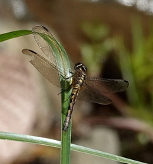 Erythrodiplax andagoya
