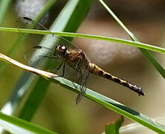 Erythrodiplax andagoya