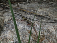 Aspidoscelis stictogrammus