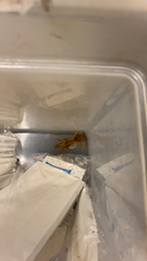 Neoscapteriscus vicinus