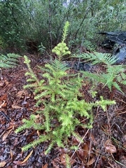 Styphelia margarodes