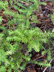 Styphelia margarodes