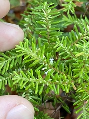 Styphelia margarodes