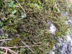 Racomitrium venustum