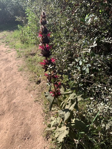 Salvia spathacea
