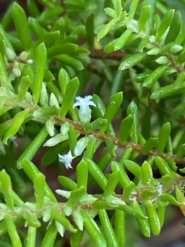 Styphelia margarodes (R.Br.) Spreng.