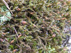 Racomitrium venustum